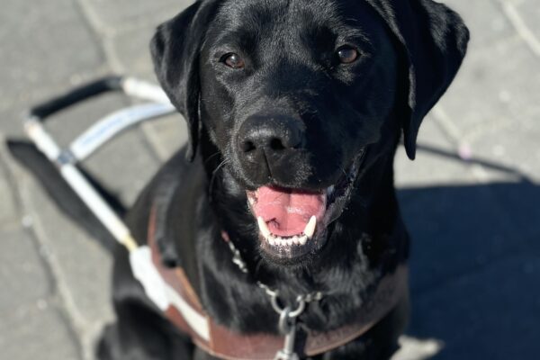 A close up of Georgie sitting in harness, she it looking up toward the camera with an open mouth.
