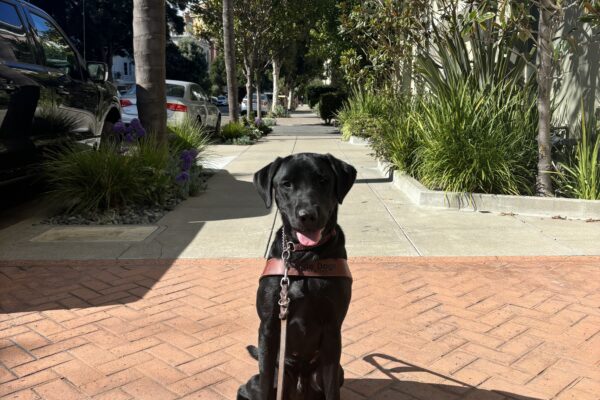 Harley sits in harness on a red sidewalk with palm trees in the background. Harley looks toward the camera with his mouth open.