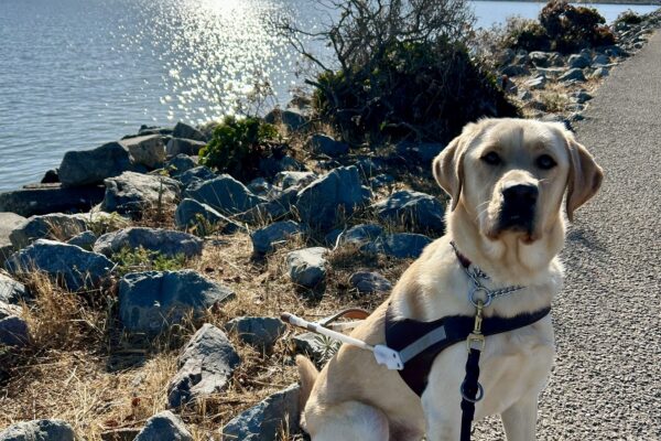 Verve sits in harness wearing all four boots on a paved trail. In the background is a rocky shoreline along the SF bay and the sun is reflecting on the water.