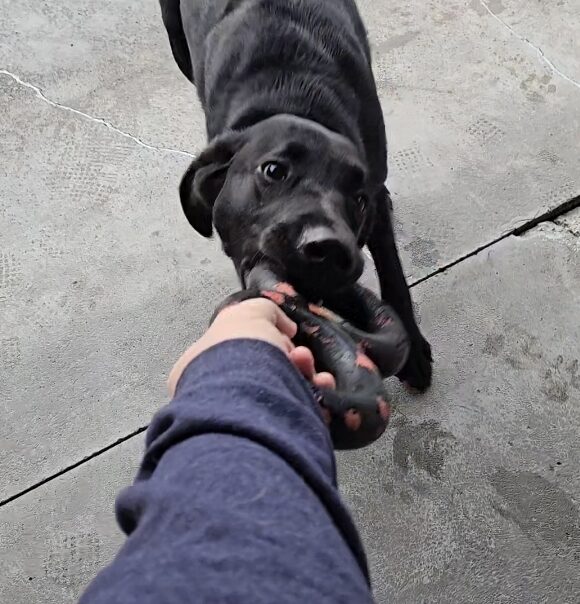 Kensington plays tug with his instructor in Community Run on the Oregon campus.