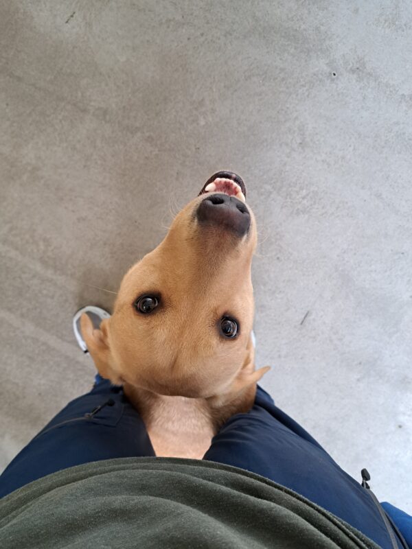 Yellow lab (Pebble) sitting in the middle of handlers legs, looking up at the camera with a big smile