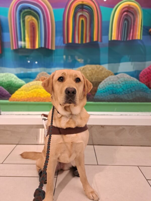 Yellow lab (Pebble) sits in harness in front of rainbow art.