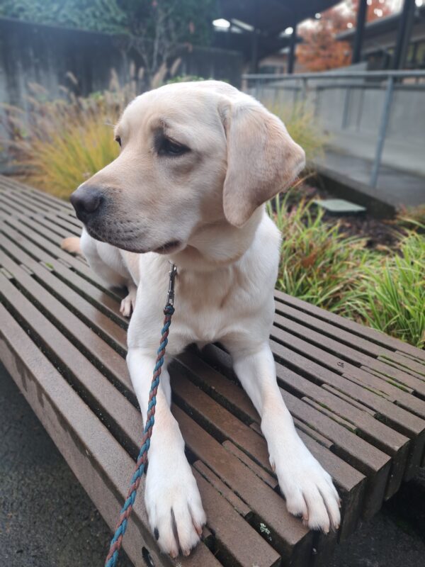 Yellow lab (Jean) lying down on a bench enjoying the sun.