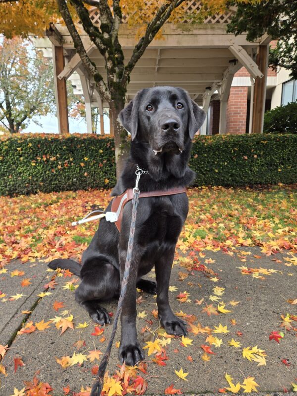 Kensington is at the Gresham Lounge in Gresham, OR. He’s wearing his harness, sitting, and looking at the camera. There are multiple leaves on the ground around and behind Kensington.