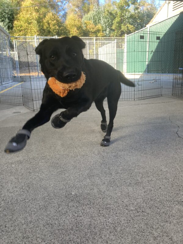 Dita is jumping in all four booties in community run holding a soft toy.