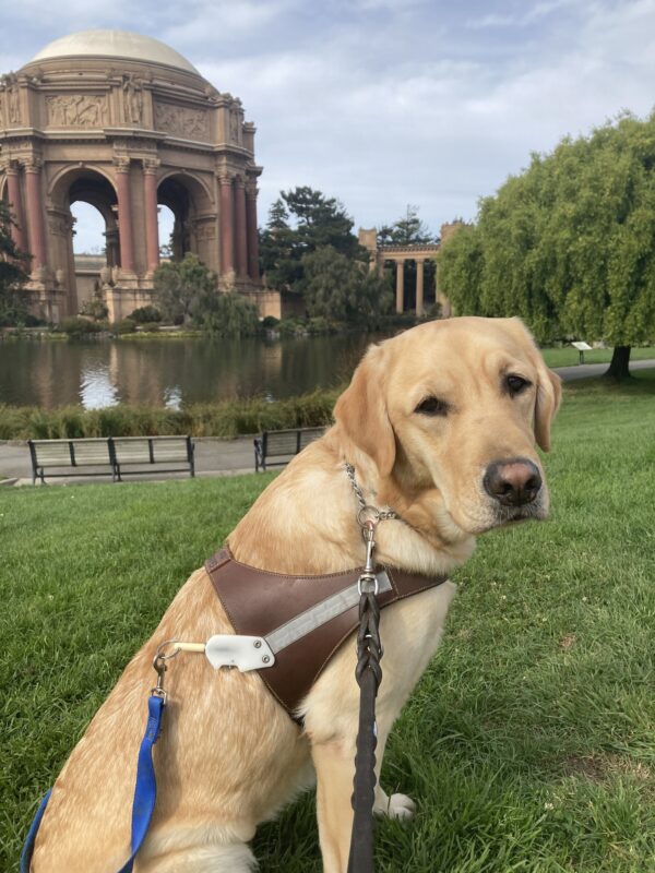 Anya sits in harness on a grassy area in front of the Palace of Fine Arts.