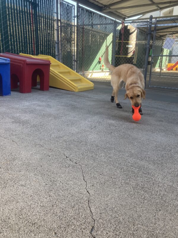 Anya is running in all four booties playing with a large orange rubber toy.