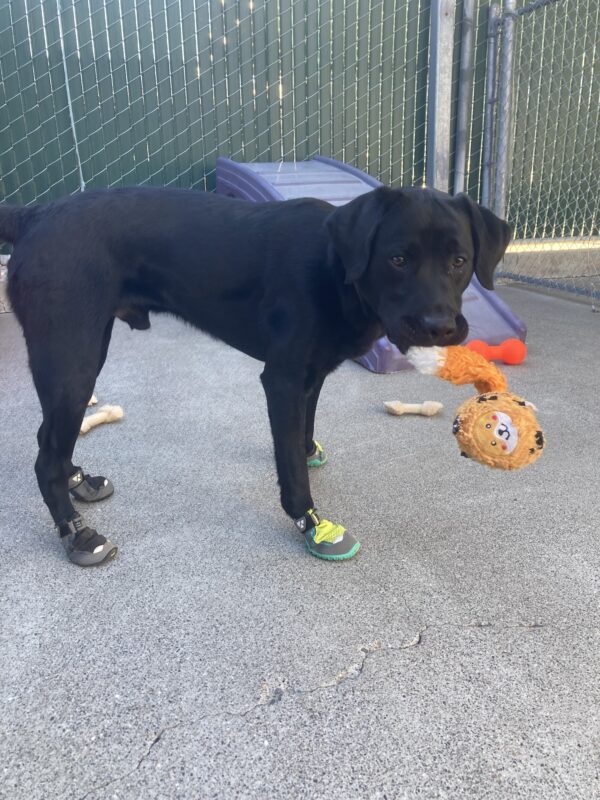 Lonny is playing in community run in all four booties. He is holding a soft toy and staring at the camera.