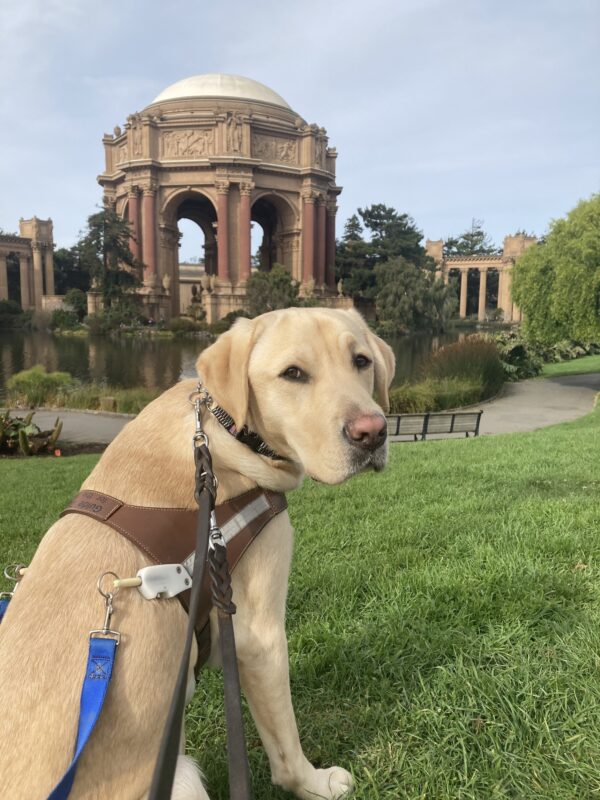Parker sits in harness in front of the Palace of Fine Arts.