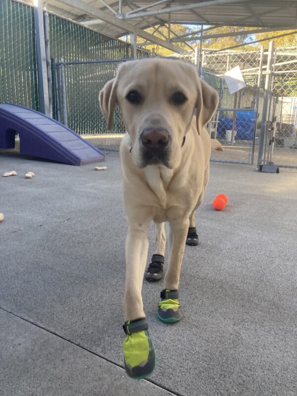 Parker is in community run wearing all four booties while prancing towards the camera.