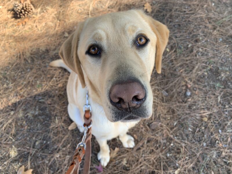 A close up shot of Timber staring lovingly at the camera just before a route.