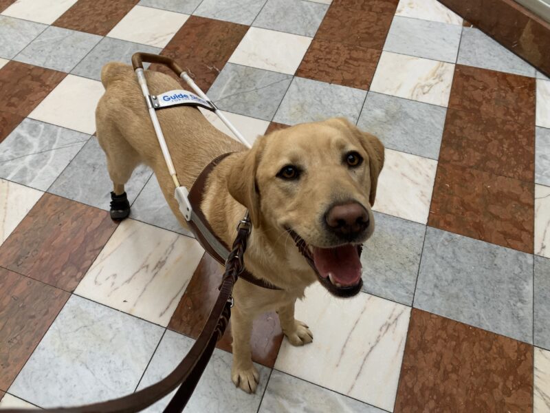 Timber sports a big smile while standing in harness on a tile floor.  He just finished escalator training and has black boots on his rear feet.