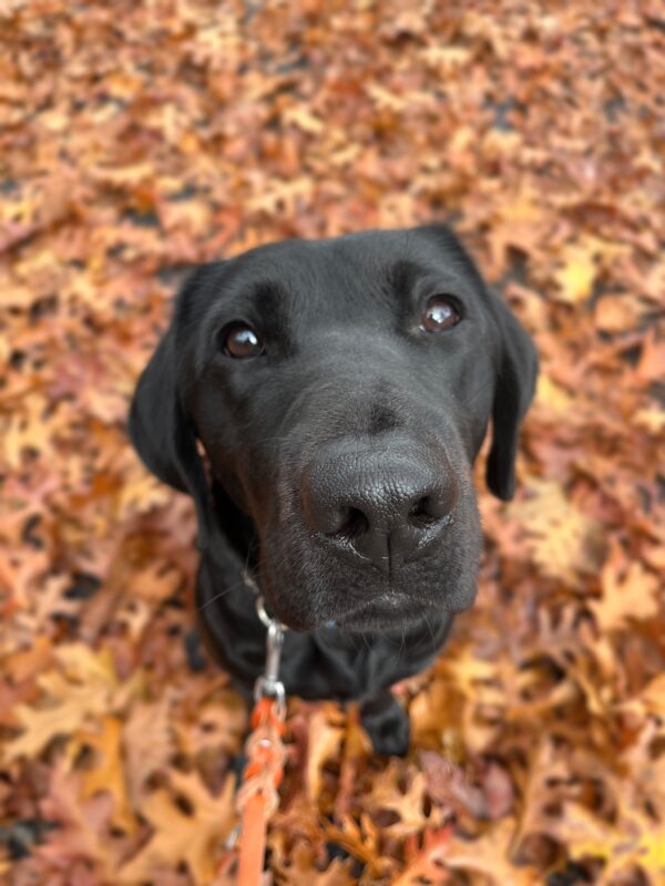 Ketra, a black lab sitting in a pile of leaves. She has a sweet expression and is looking up towards the camera.