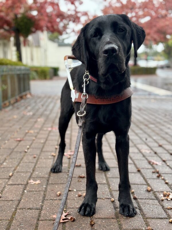 Wiley stands facing the camera, looking regal in his guide dog harness. There are rain droplets on him and a wet fall cityscape in the background.