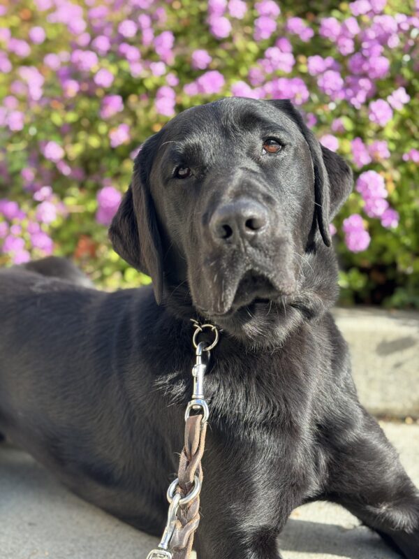 A close up of Wiley laying down in front of a bed of purple flowers, enjoying some down time.