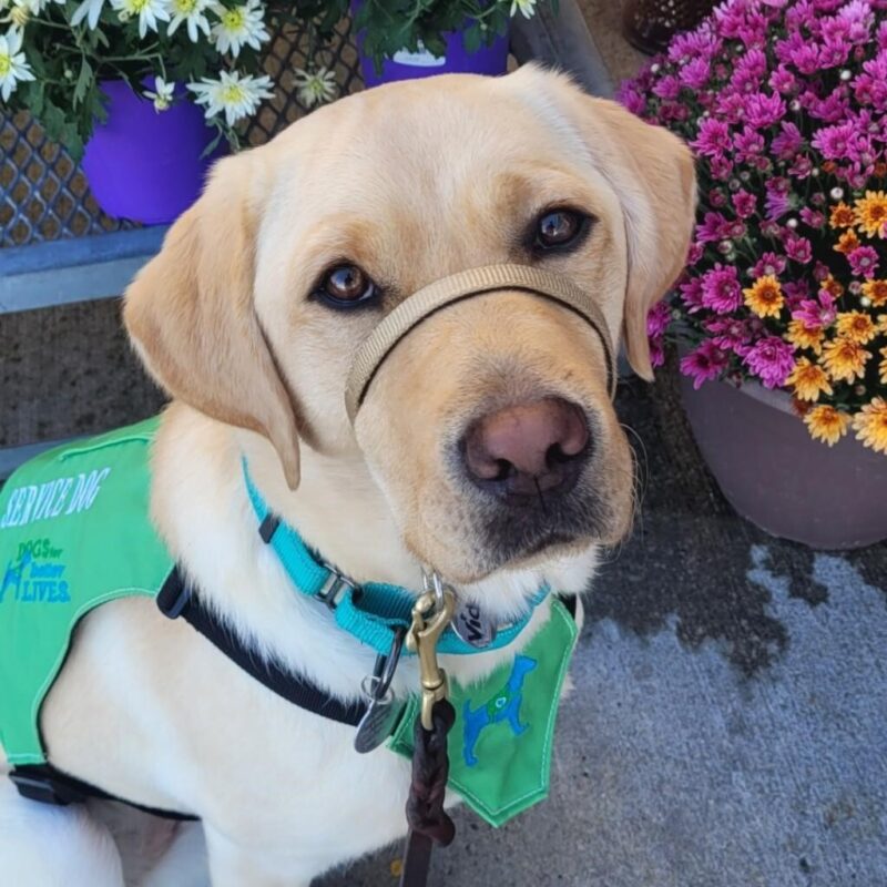 Yellow Lab Vicki in her green service vest looking at the camera