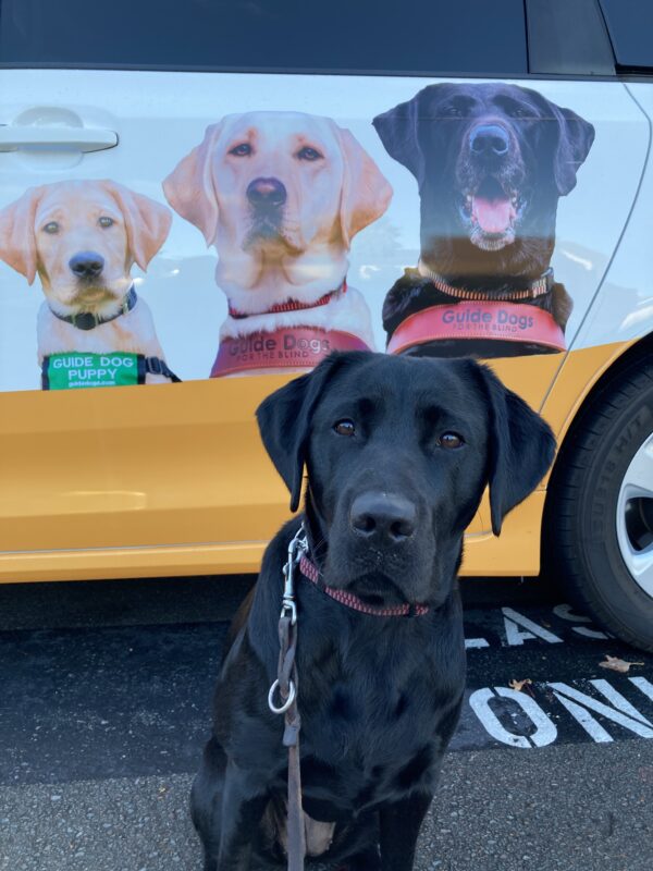 Gadget is sitting in front of a class caravan vehicle. The caravan behind her is orange and white with a picture of 3 dogs (a yellow Lab puppy. an adult yellow Lab, and an adult black Lab) on the side door.
