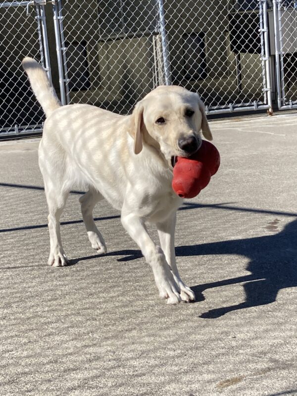 Elle is standing and playing in an enclosed kennel area with a large, red Kong in her mouth. Oh what fun!