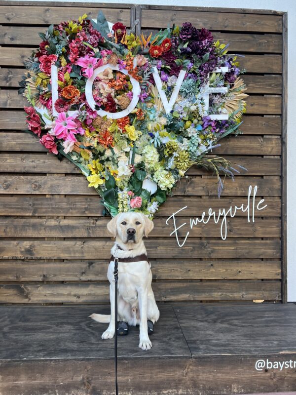 Vinny sits in harness wearing booties on his back feet. Behind him is a wooden wall with a flowers arranged in a heart with the words “Love” on it. Slightly below it is white text saying “Emeryville” which is the location where this photo was taken.