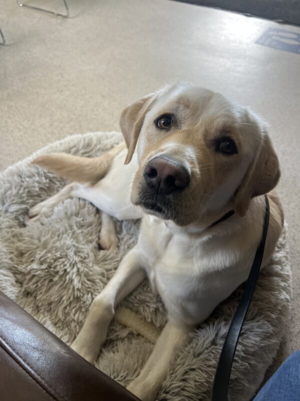Vinny is looking up at the camera. He is curled on a round plush bed with a Nylabone in between his front legs.