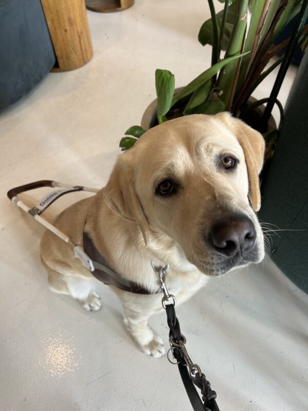 Amalfi looks up at the camera while sitting in harness. He is sitting next to a large green plant inside a coffee shop.