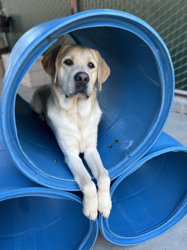 Amalfi lays on the top barrel of a blue play structure. His front feet are hanging over the edge.