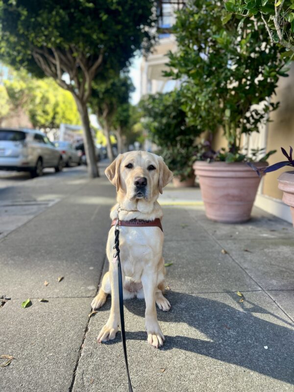 Estreya sits in harness while looking at the camera. Behind her are trees and potted plants lining the sidewalk.