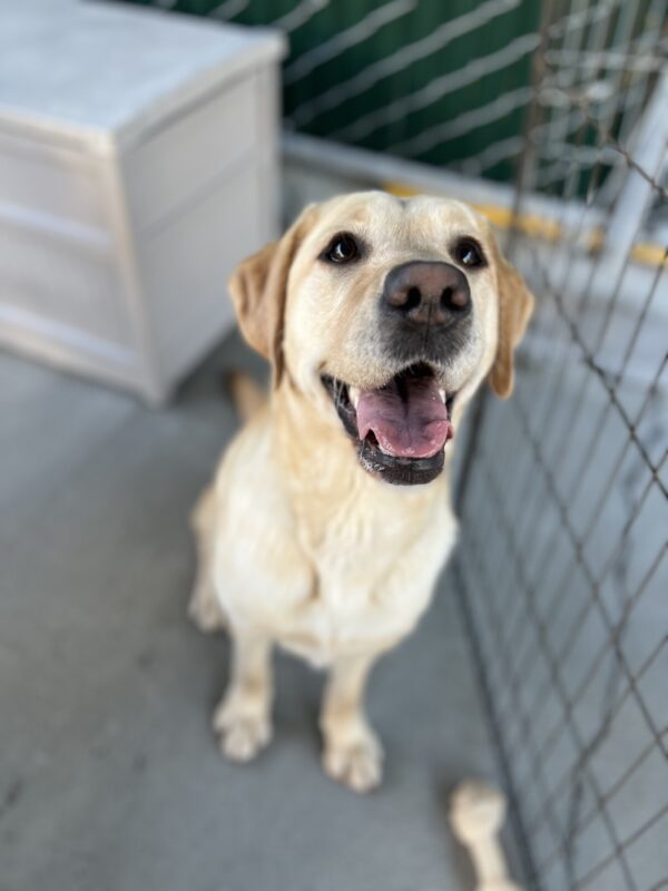 Estreya sits looking up at the camera while in Community Run. Her tongue is slightly out and it looks like she is smiling. There is a Nylabone by her front foot.