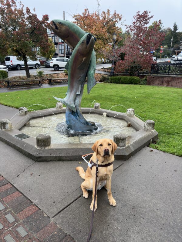 Hawk, a male reddish yellow lab, sits in front of a water fountain with a statue of two rainbow trout in the center of it. He is wearing his guide dog harness and is looking towards the camera.