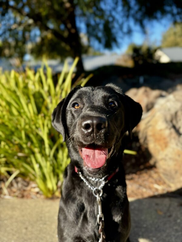 Roxanne poses in front of the San Rafael campus fountain. She is smiling at the camera and her black coat is shiny in the California sun.