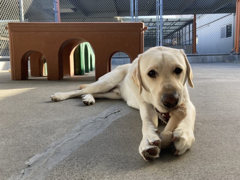 Redwood is laying down in the community run yard. He's chewing on a bone that he's holding with his front paws.