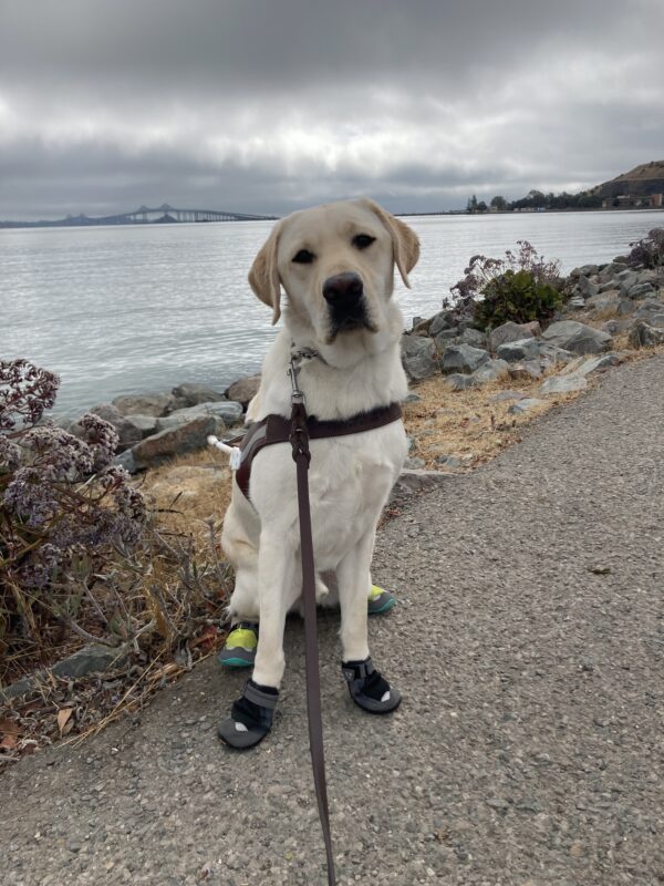 Redwood is sitting on a paved trail looking at the camera. He is wearing a guide dog harness and booties on all four paws. Behind him is the San Francisco Bay.