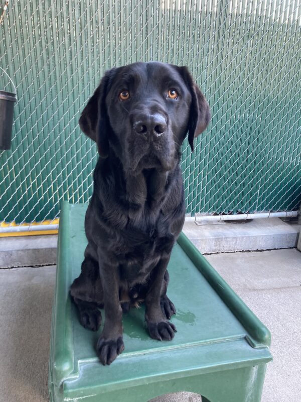 Keller is sitting on a green play structure in the community run yard looking at the camera.