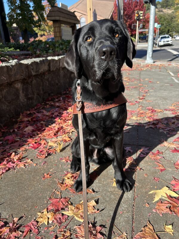 Keller is sitting on the sidewalk in harness looking at the camera. The sun is shining on him and he is surrounded by red and yellow autumn leaves.