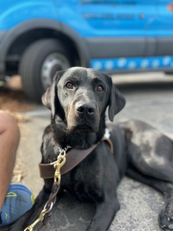Festive laying on cement in harness, looking at the camera.