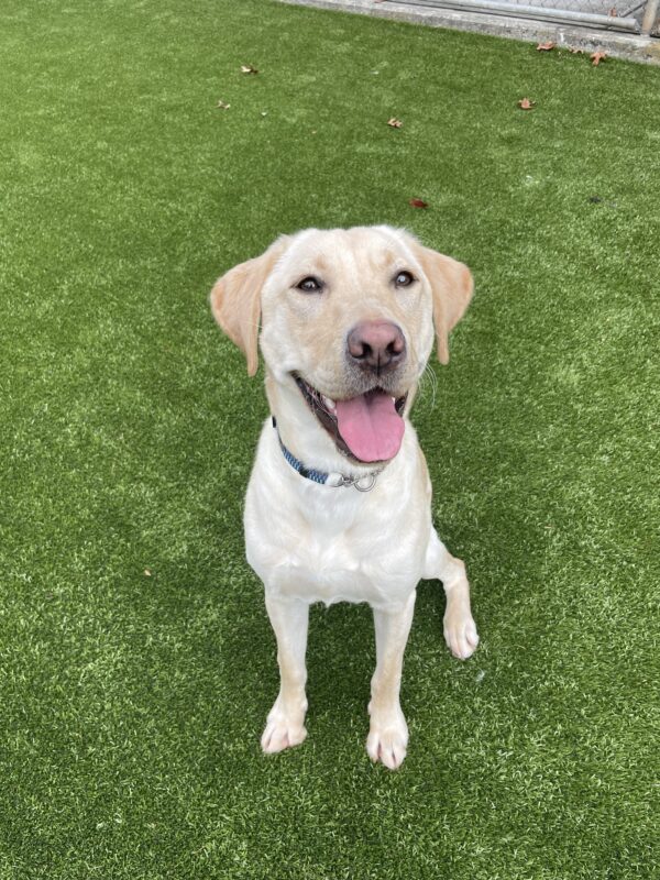 A portrait of Booker, a light yellow Labrador Retriever, sitting on grass turf and looking at the camera. He has his mouth open and tongue out.