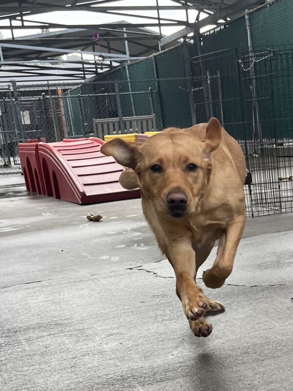 Sundance is running towards the camera in an outdoor area. She has a big smile on her face.
