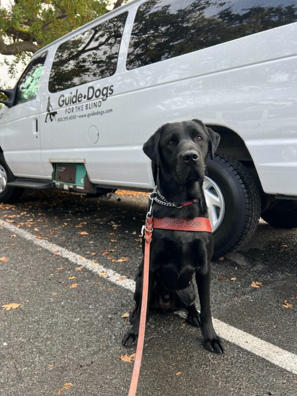 Nero is wearing a guide dog harness and looking into the camera. He is sitting in front of a white GDB training van.