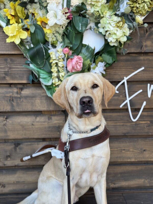 Photo is of yellow lab male Orson sitting in harness in front of a wooden background with flowers behind his head and an E on the wall next to his head. His tongue is slightly sticking out as he looks at the camera