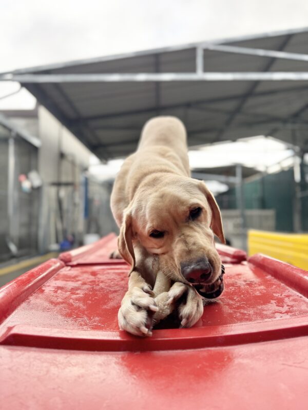 Photo is of Orson in a “play bow” position chewing a bone on a red plastic play structure in community run.