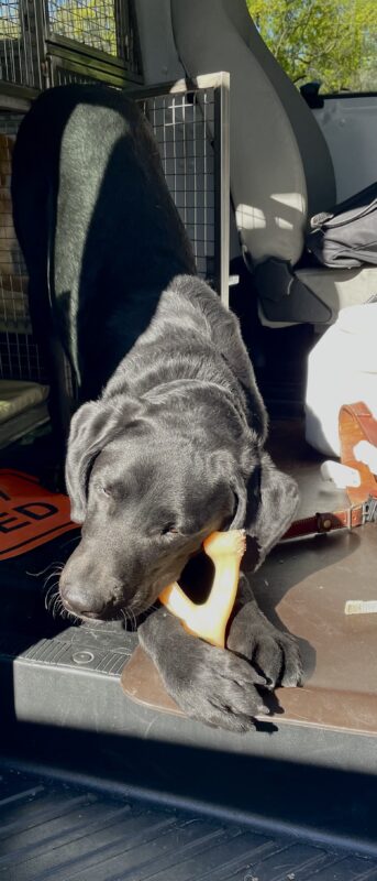 Kramer playfully exits his van crate in a play bow while holding a wishbone shaped Nylabone in between his paws and is chewing on it.