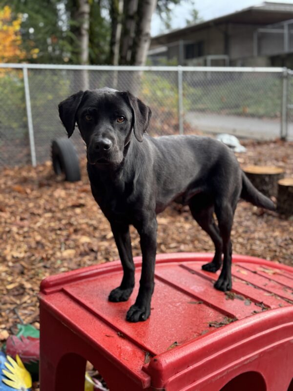 Jimbo stands on a red plastic dog play ramp in a bark chip run