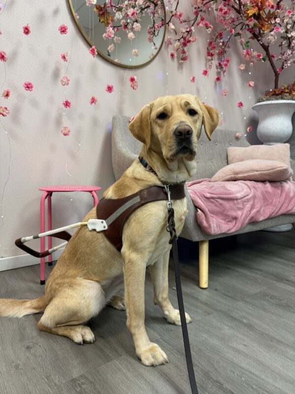 Pinky sits in a cafe while wearing a guide dog harness. Behind her is a couch with pink blankets and pillows, a pink side table, a fake tree with pink flowers, and string lights with pink flowers hanging from the ceiling.
