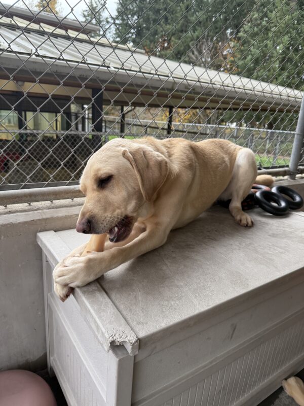 Farley lies on a piece of play equipment while chewing on a Nylabone in community run.