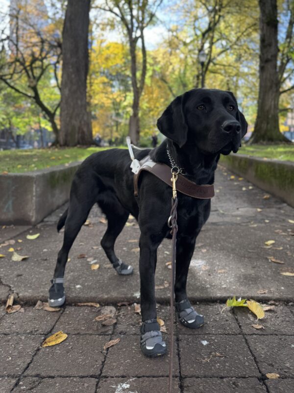 Wyla, a black Labrador retriever, is standing looking off into the distance while wearing her harness and all four ruff wear booties, all a black/grey color. She is in downtown Portland with trees turning fall colors in green and yellow hues.