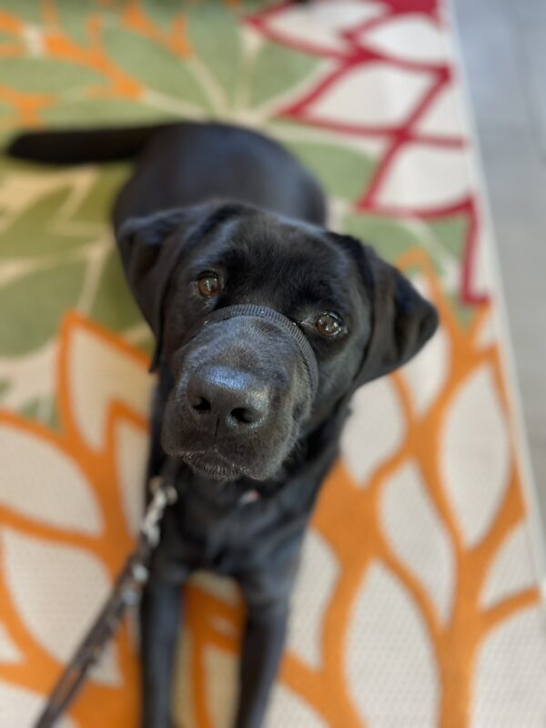 <p>Rosa practices her obedience by doing a down-stay on a brightly colored rug. She is looking directly up at the camera with her soulful dark eyes.</p>
