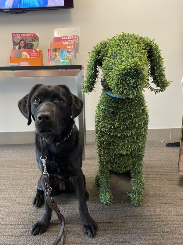 <p>Rosa poses next to a large dog-shaped topiary in the administration lobby on the GDB campus. Behind her is a table displaying colorful GDB brochures.</p>