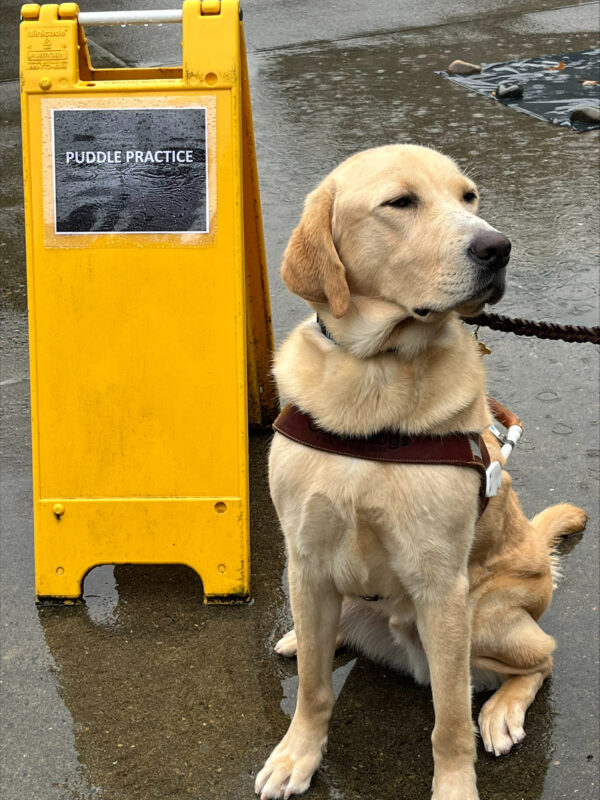 Heath (a large yellow Labrador Retriever, male) is pictured sitting on wet pavement, wearing his harness, facing toward the camera while looking off to the right. Beside him is a yellow sandwich board with a printed sign that says ‘Puddle Practice”. In the background you can see a small tarp with rocks holding it down to form a good sized puddle. It is raining.