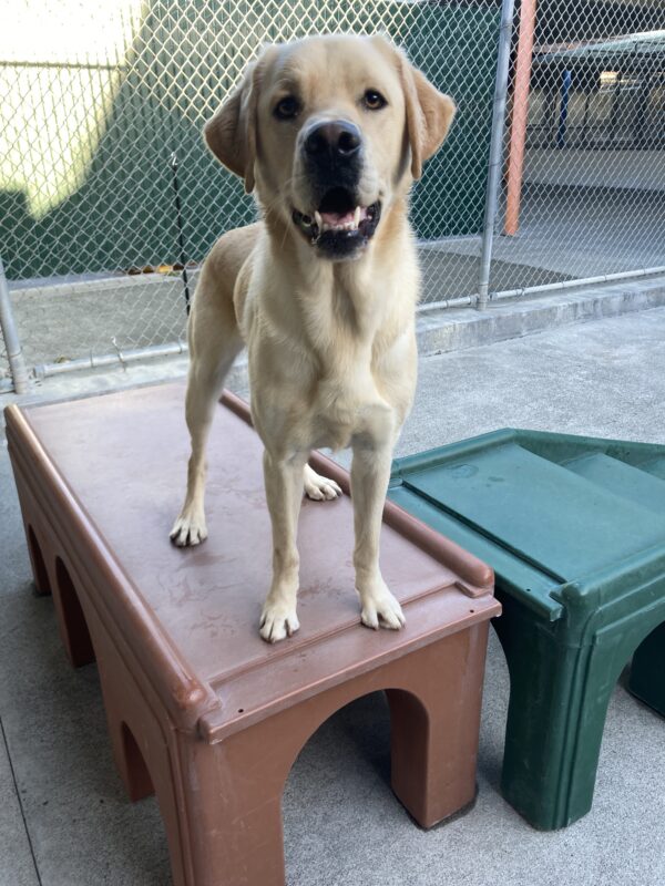 Rigby is standing on a brown and green play structure in community run. He is looking at the camera with his mouth open in a smile.