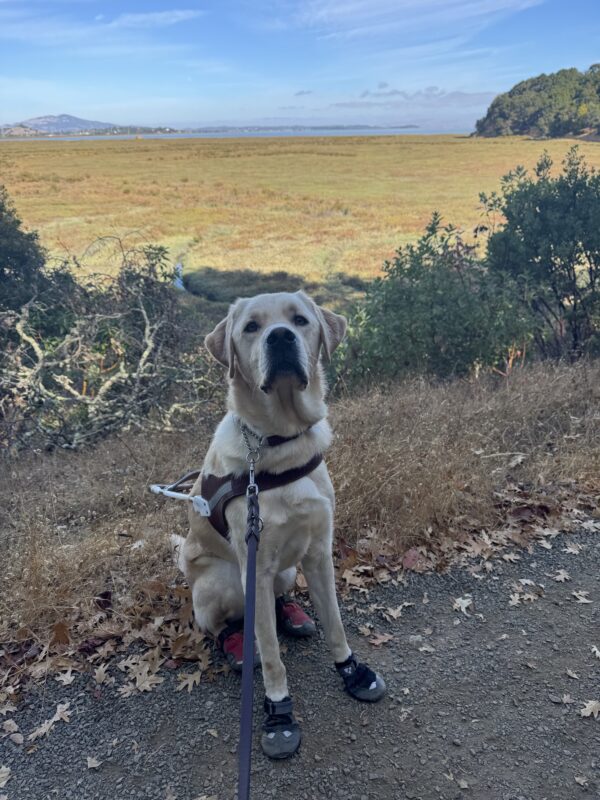 Rigby is sitting on a gravel pathway looking at the camera. He is wearing a harness and booties on all four paws. Behind him is a large, green field.